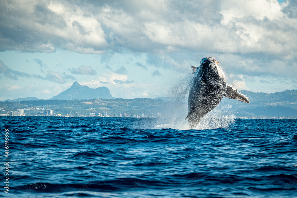 Fototapeta premium Whale breaching in front of Mount Warning, NSW