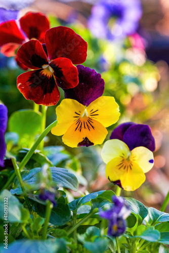 A lush blooming colorful pansy flower