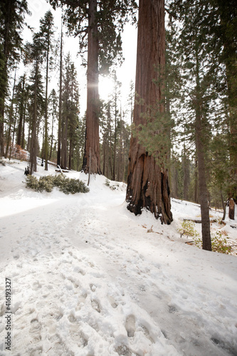 Sequoia National Park Winter 