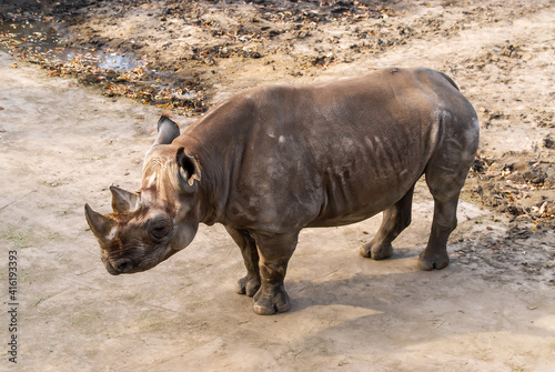 Portrait of a Eastern Black Rhinoceros