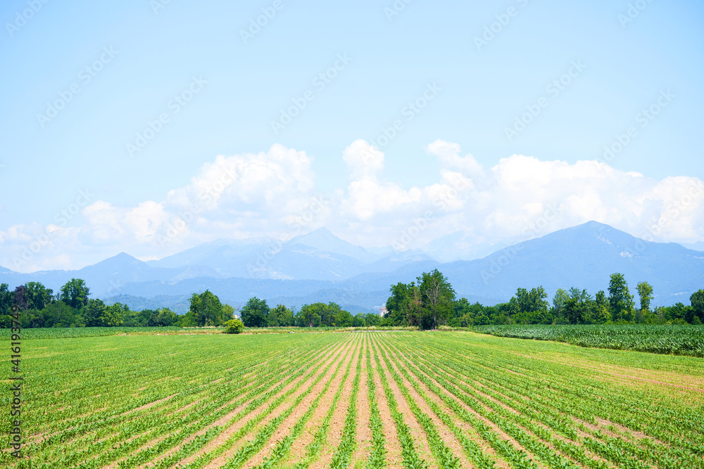 Rows of young corn shoots on cornfield. Green field with small plants corn. Summer landscape. Maize seedling in the agricultural garden with blue sky