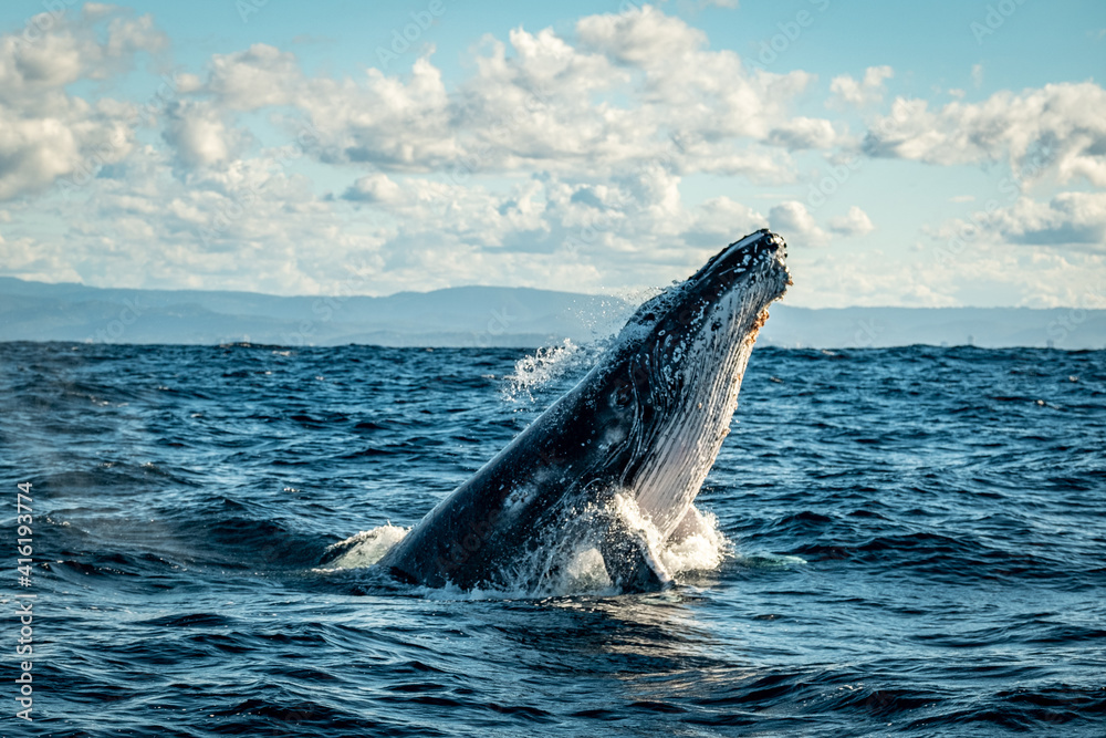 Fototapeta premium Whale head lunge on the Gold Coast, Queensland Australia 