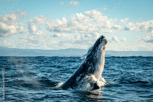 Whale head lunge on the Gold Coast, Queensland Australia 