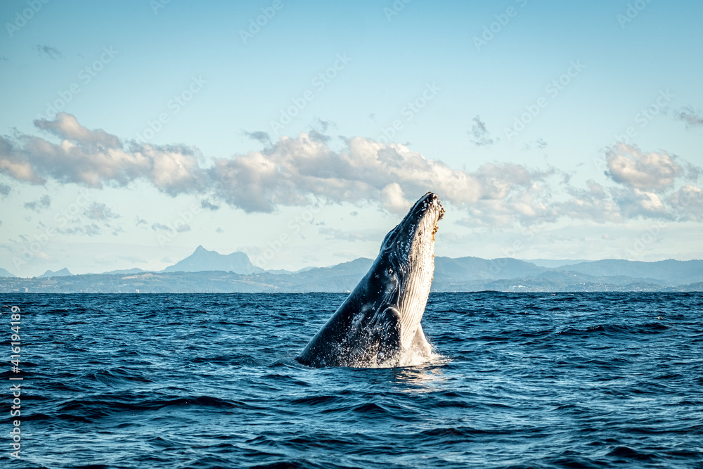 Fototapeta premium Whale in the ocean in front of Mount Warning, NSW