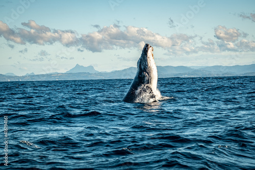 Whale in the ocean in front of Mount Warning, NSW