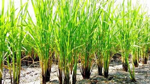 Thai agricultural lifestyle concept Rural agriculture lifestyle for farming. Green rice plants are growing in paddy fields. The rice plant swaying in the wind.