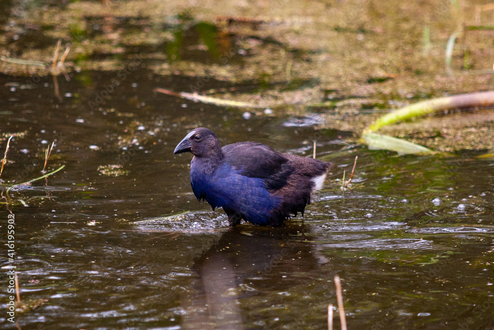 Obraz premium Animals in the Zoo