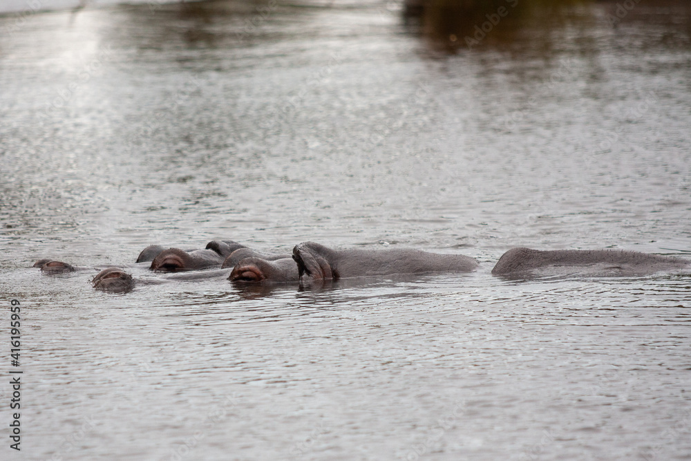 Fototapeta premium Animals in the Zoo