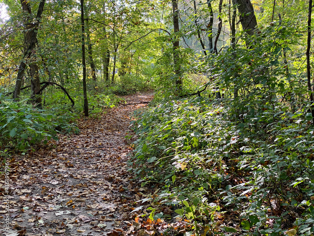 autumn leaves covering a woodland forest hiking trail through a nature park autumn leaves covering a woodland forest hiking trail through a nature park