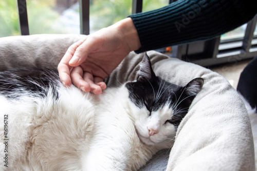 Human hand stroking a cute sleeping black white cat