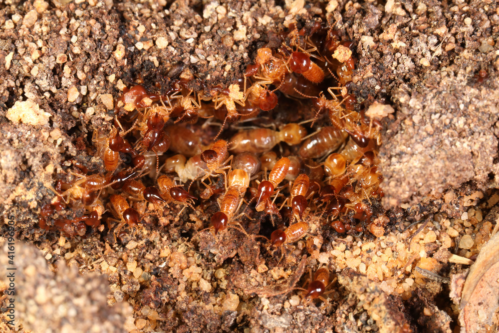 Snouted or gluegun termites (Nasutitermes exitiosus )rush to defend a break in a subterranean tube near at a termite colony in Sydney, Australia. Snouted or gluegun termites (Nasutitermes exitiosus )rush to defend a break in a subterranean tube near at a termite colony in Sydney, Australia.