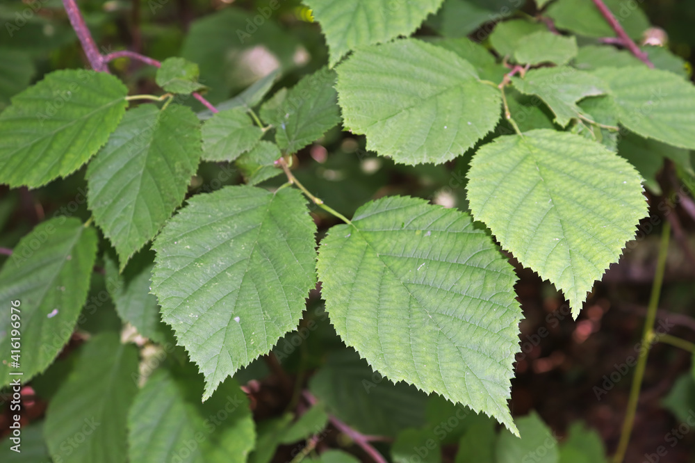 Background of wild hazelnut leaves in a forest Background of wild hazelnut leaves in a forest