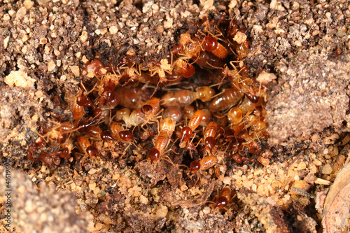 Snouted or gluegun termites (Nasutitermes exitiosus )rush to defend a break in a subterranean tube near at a termite colony in Sydney, Australia. photo