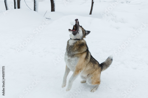 Winter husky portrait on a walk in park, beautiful dog in nature, friendship, pet. Dog or wolf © Марина Андрейченко