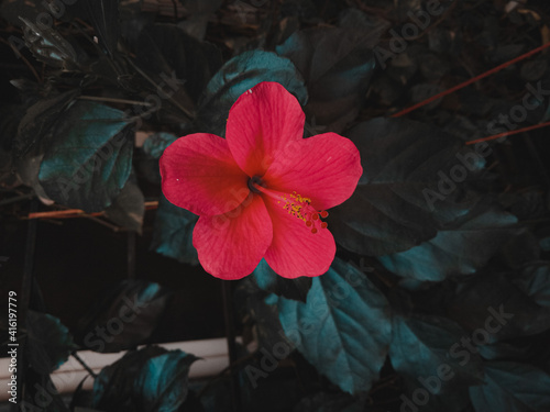 Flower in the garden
