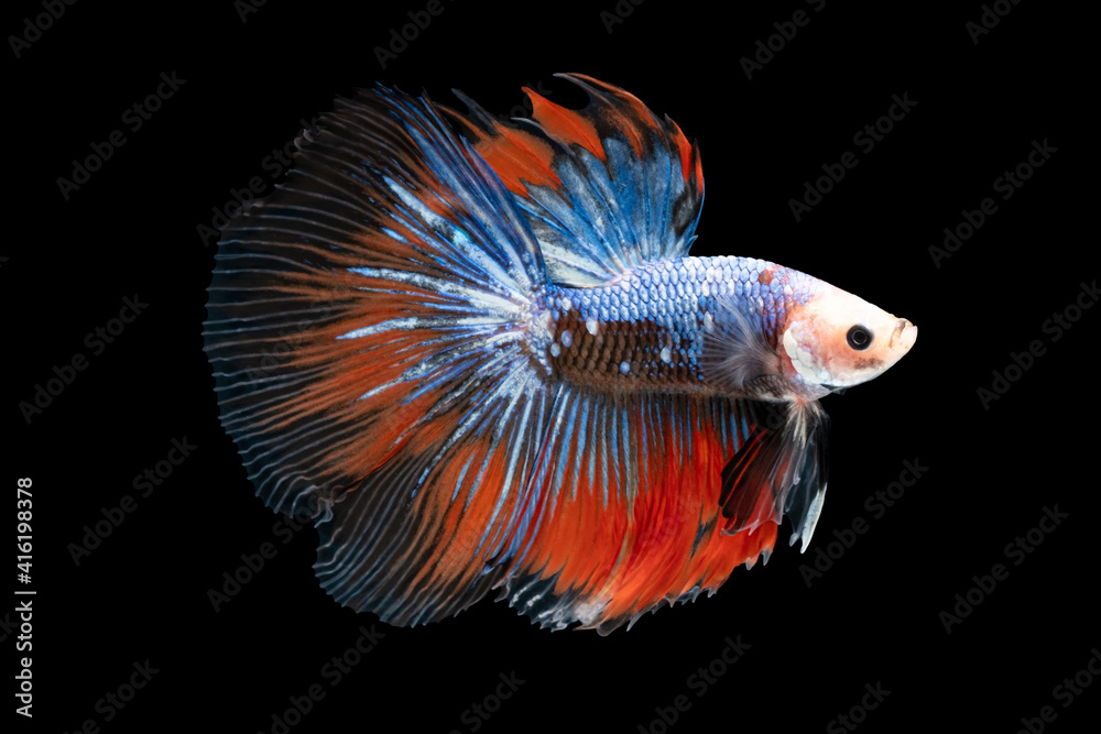 Fototapeta premium Swimming Action of Betta, Siamese fighting fish, Colorful Betta, pla-kad (biting fish) Thai; Half moon blue and red betta isolated on black background