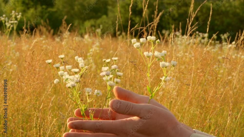 close up details chamomiles flowers on the meadow caucasian man touching beautiful white flowers slow motion summer countryside landscape close up details chamomiles flowers on the meadow caucasian man touching beautiful white flowers slow motion summer countryside landscape