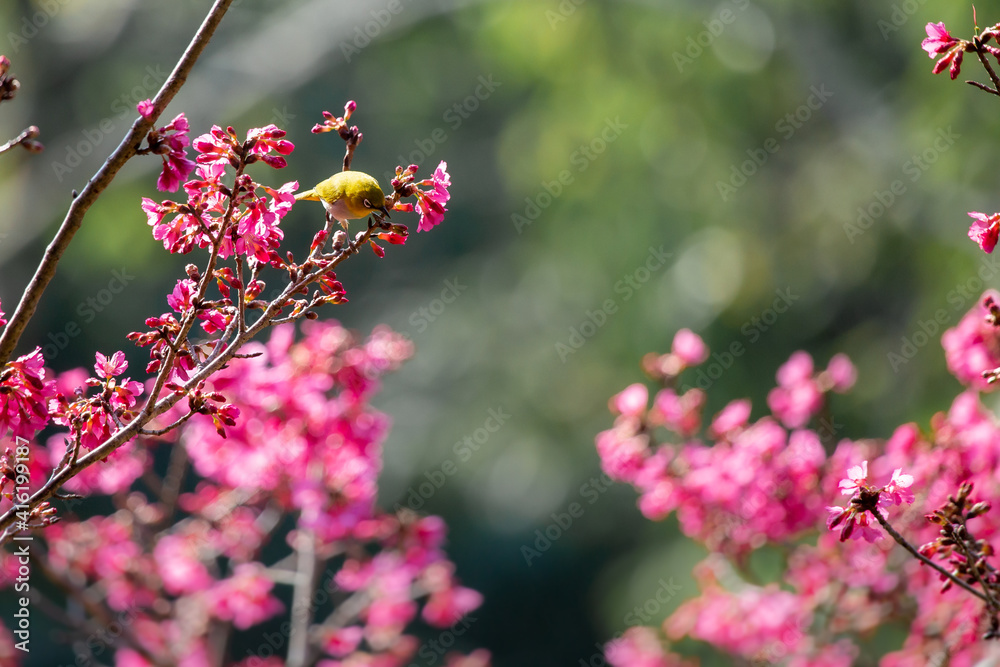 Pink cherry blossoms in full bloom, looking dense, giving a feeling of abundance. Pink cherry blossoms in full bloom, looking dense, giving a feeling of abundance.