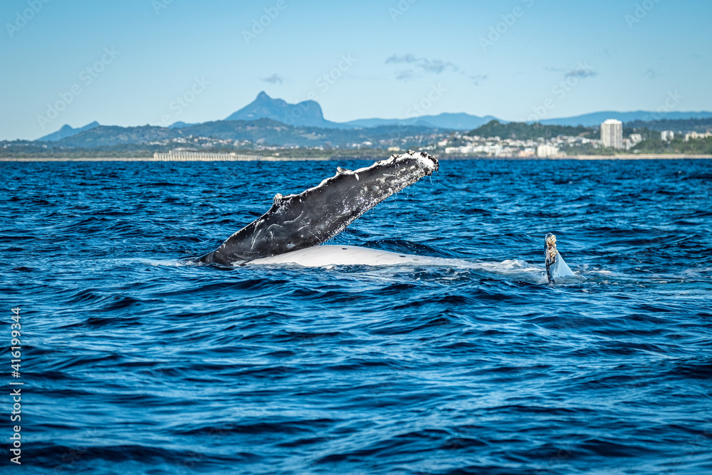 Fototapeta premium Whale pec fin in front of Mount warning during a whale watching tour on the Tweed Coast, NSW
