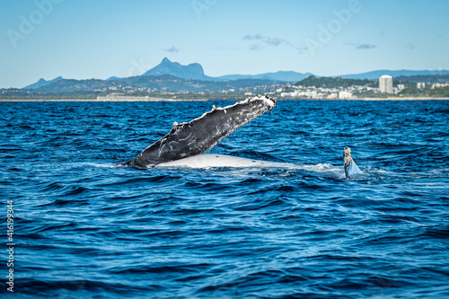 Whale pec fin in front of Mount warning during a whale watching tour on the Tweed Coast, NSW