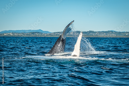 Whales showing off tail and pec fin during a whale watching tour on the Tweed Coast, NSW © Amanda