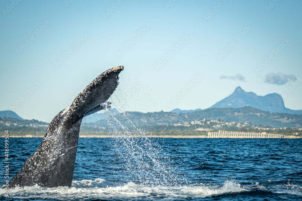 Fototapeta premium Whale tail in front of Mount warning during a whale watching tour on the Tweed Coast, NSW