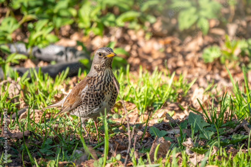 Fieldfare, Turdus pilaris, on a sprng lawn.