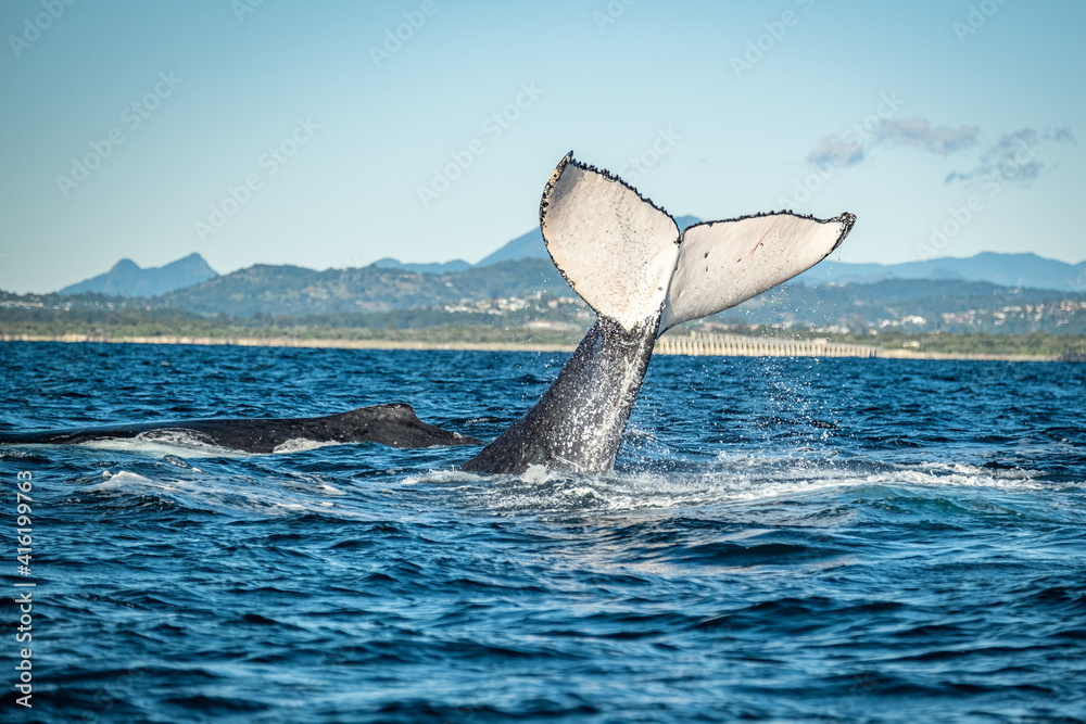 Fototapeta premium Whale tail in front of Mount warning during a whale watching tour on the Tweed Coast, NSW