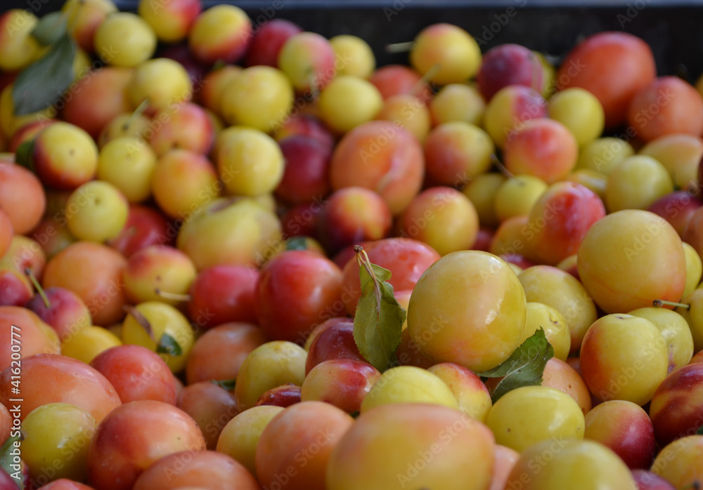 red and yellow cherry plums