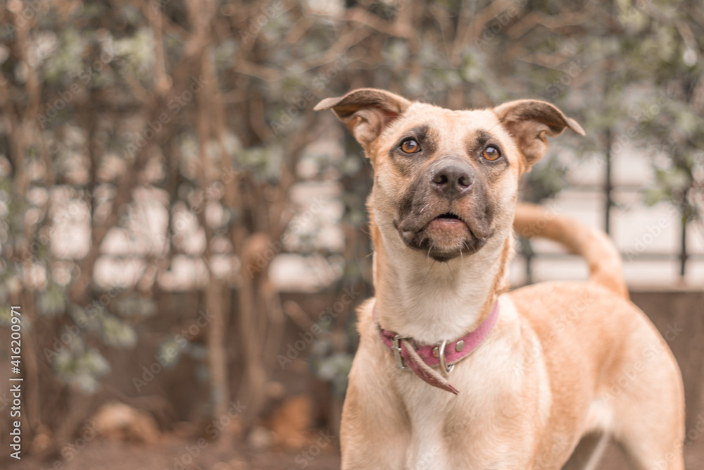 beautiful dog with a lost look