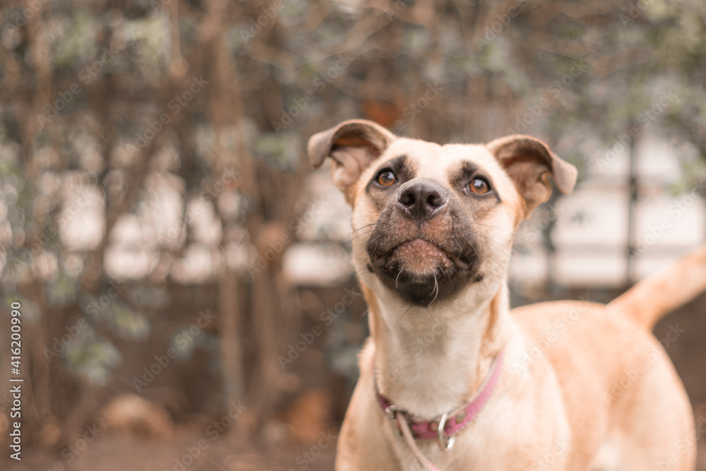 Beautiful dog looking up