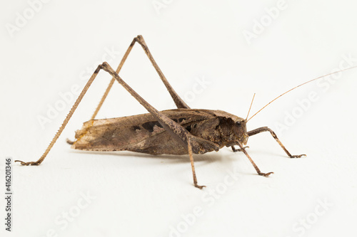 brown grasshopper Mecopoda elongata isolated on white background
 photo