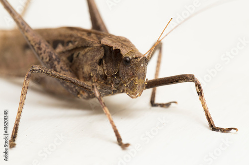 brown grasshopper Mecopoda elongata isolated on white background
 photo