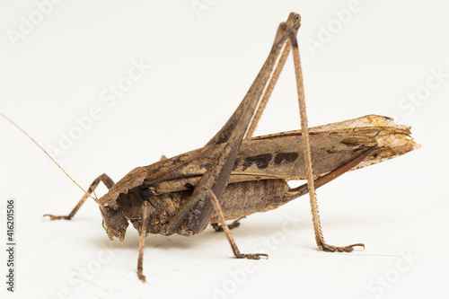 brown grasshopper Mecopoda elongata isolated on white background
 photo