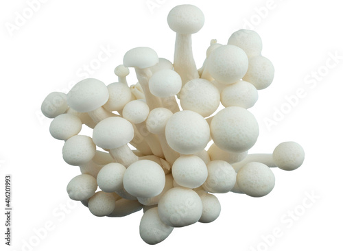 Shimeji Mushroom on white background, isolated