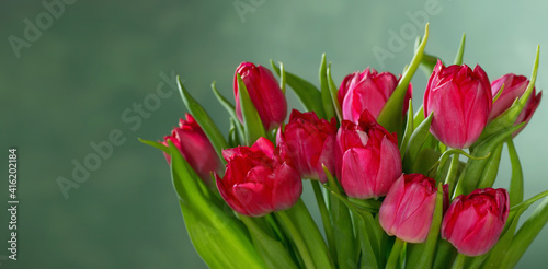 red tulips on green background