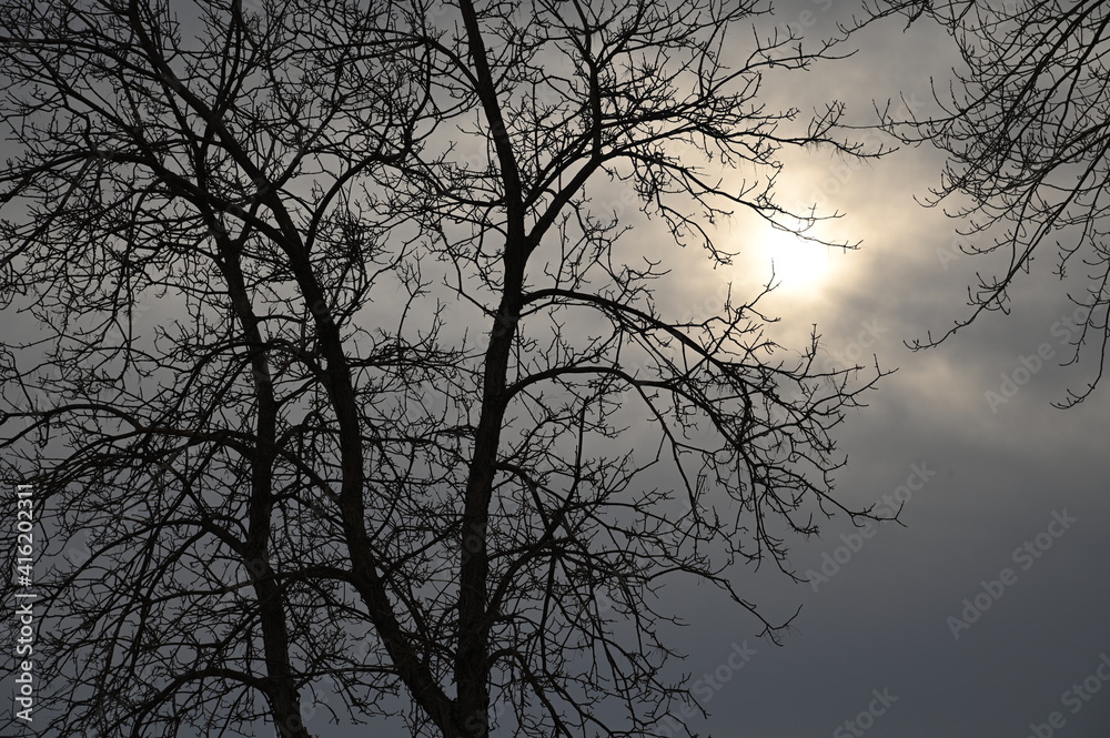 tree silhouette in the morning tree silhouette in the morning