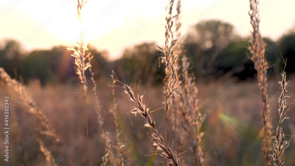 Prairie Grass Blowing in the wind during sunset with lens flare Prairie Grass Blowing in the wind during sunset with lens flare