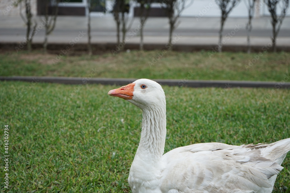 Obraz premium Pato