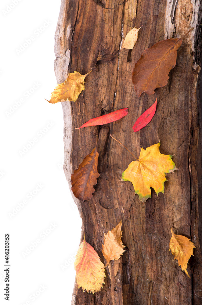 Obraz premium autumn background with colored leaves on wooden board