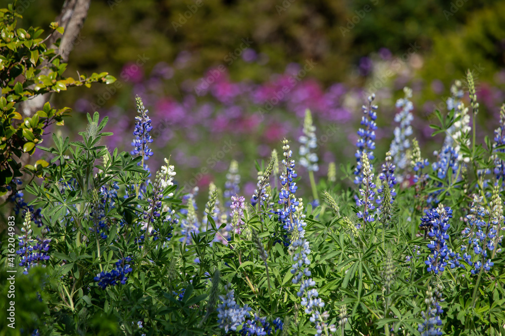 Obraz premium Early winter flowers in full bloom