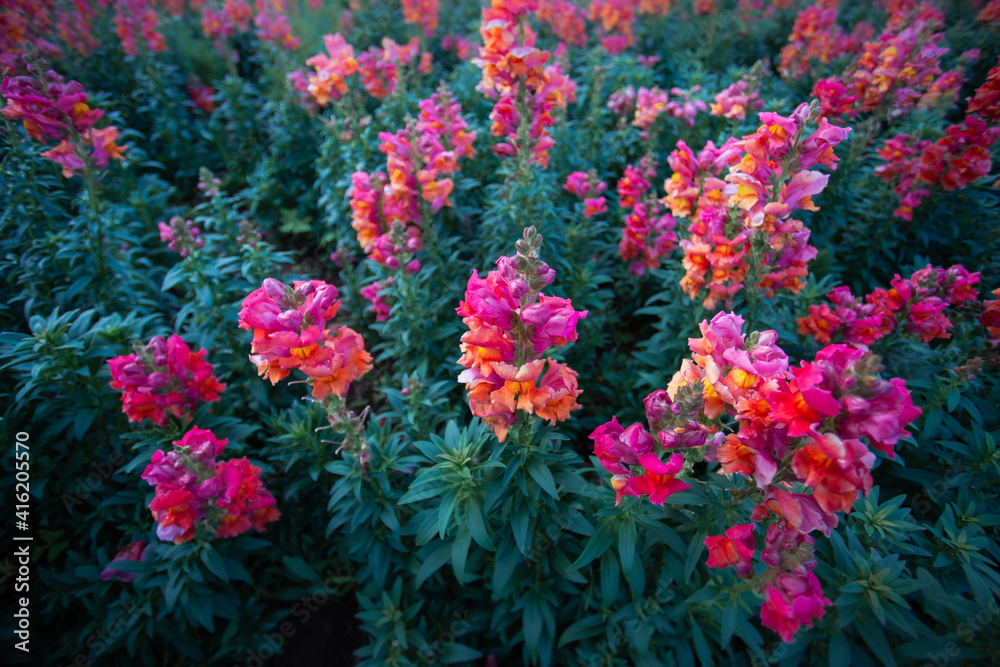 Early winter flowers in full bloom Early winter flowers in full bloom