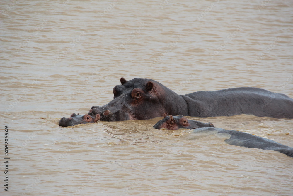 Hippopotamus, Lake St. Lucia, Richards Bay, South Africa. Hippopotamus, Lake St. Lucia, Richards Bay, South Africa.