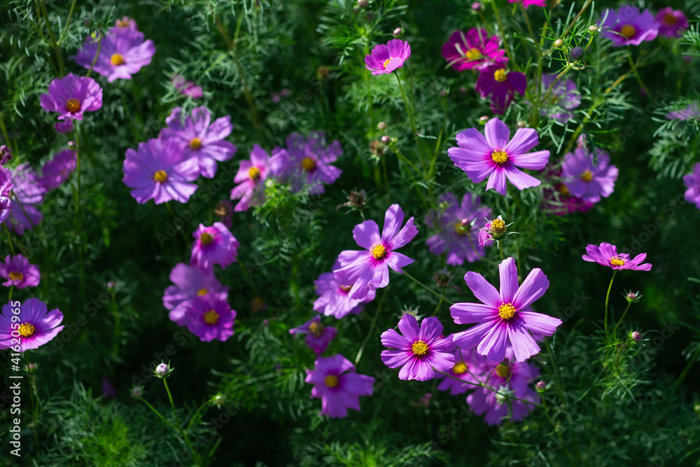 Fototapeta premium Early winter flowers in full bloom
