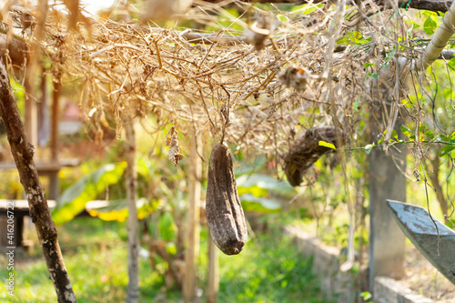 luffa fruit vegetable on the branch