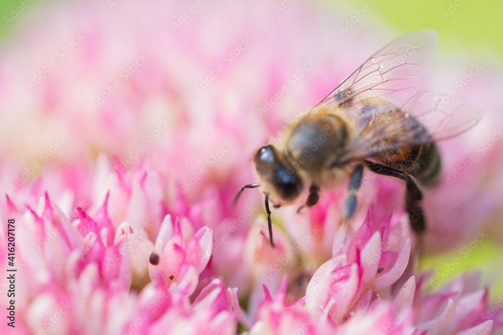 Honey bees collect pollen Spiraea flower. Macro shot. Honey bees collect pollen Spiraea flower. Macro shot.