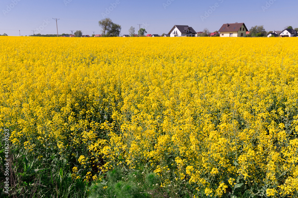 Image of yellow oilseed rape field at sunny day, landscape in Poland