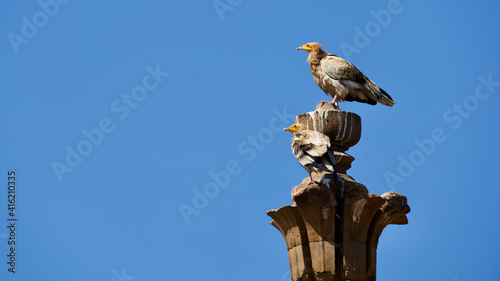 фотографія Egyptian Vultures on top of a palace