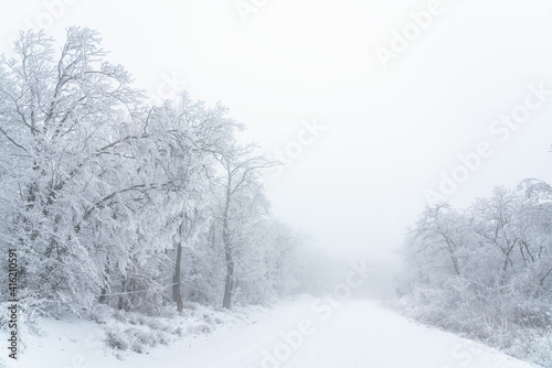 Snowy road in winter forest