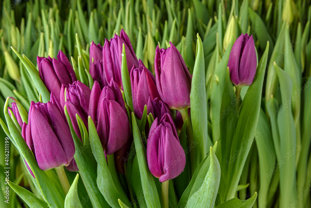 A group of tulips of the same variety on a background of green leaves and young tulips. Blooming tulips. Selective focus. Close up. A group of tulips of the same variety on a background of green leaves and young tulips. Blooming tulips. Selective focus. Close up.